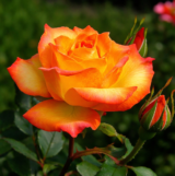 Саджанці троянди «Sahara» (Сахара)