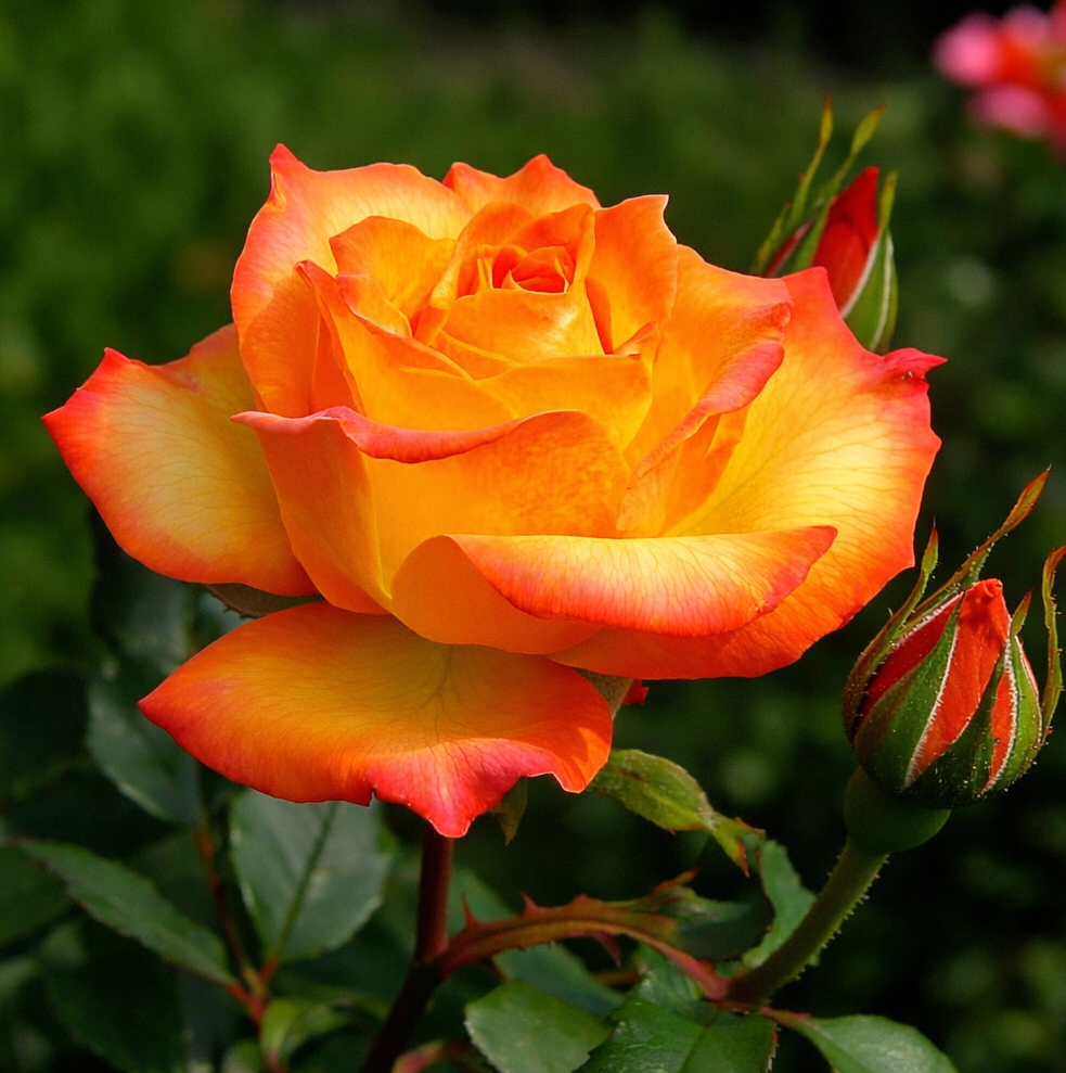 652027c2-8945-4201-b8b7-130191b65779 Саджанці троянди «Sahara» (Сахара) - Зображення 1