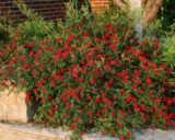 Саджанці троянди Red Cascade (Ред Каскад) - Зображення 2