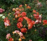 Саджанці троянди «Summer Lodge» (Саммер Лодж) - Зображення 2