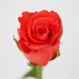 Саджанці троянди «Corvette» (Корвет)