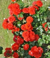 Саджанці троянди «Orange Meillandina» (Оранж Мейладіна) - Зображення 3