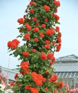 Саджанці троянди «Orange Meillandina» (Оранж Мейладіна) - Зображення 2