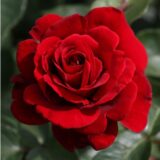 Саджанці троянди «Nahéglut» (Нахеглут)