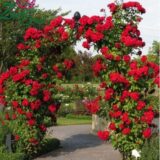 Саджанці троянди «Nahéglut» (Нахеглут) - Зображення 3