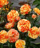 Саджанці троянди «Orange Intuition» (Оранж Інтуішн) - Зображення 2