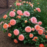 Саджанці троянди «Chippendale» (Чіппендейл) - Зображення 2