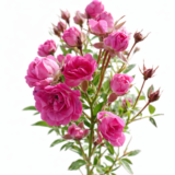 Саджанці троянди «Капелька бузкова» - Зображення 2