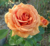 Саджанці троянди «Ashram» (Ашрам) - Зображення 3