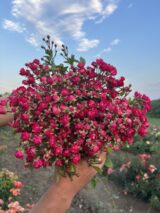 Саджанці троянди «Капелька рожева»