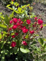 Саджанці троянди «Капелька рожева» - Зображення 3