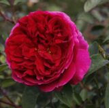 Саджанці троянди «Othello» (Отелло)