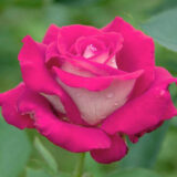 Саджанці троянди «Acapella» (Акапелла)