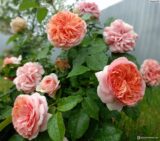 Саджанці троянди «Chippendale» (Чіппендейл) - Зображення 4