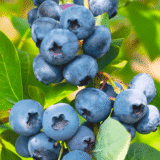 Лохина "Блюголд" (Середня) (С12, 5-ти річна)