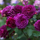 Саджанці троянди  «New Age» (Нью Ейдж)