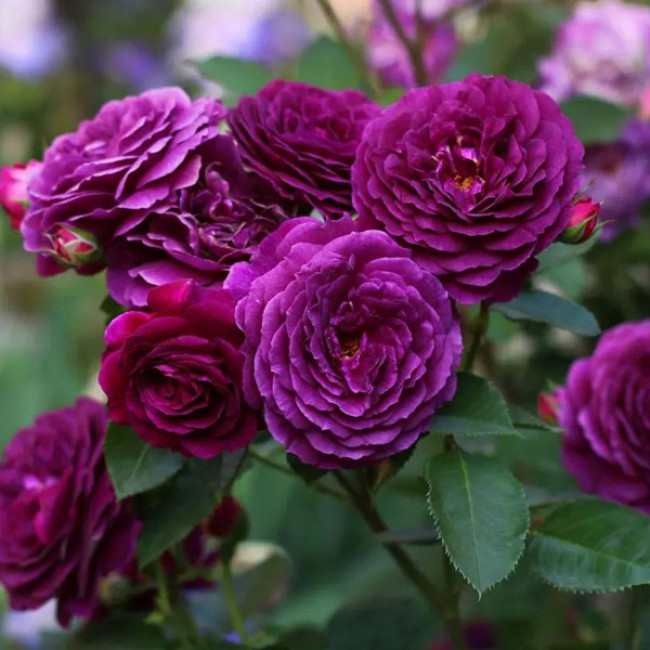 bi-title-650x650 Саджанці троянди «New Age» (Нью Ейдж) - Зображення 1