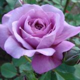 Саджанці троянди «Blue Parfum» (Блю Парфум)