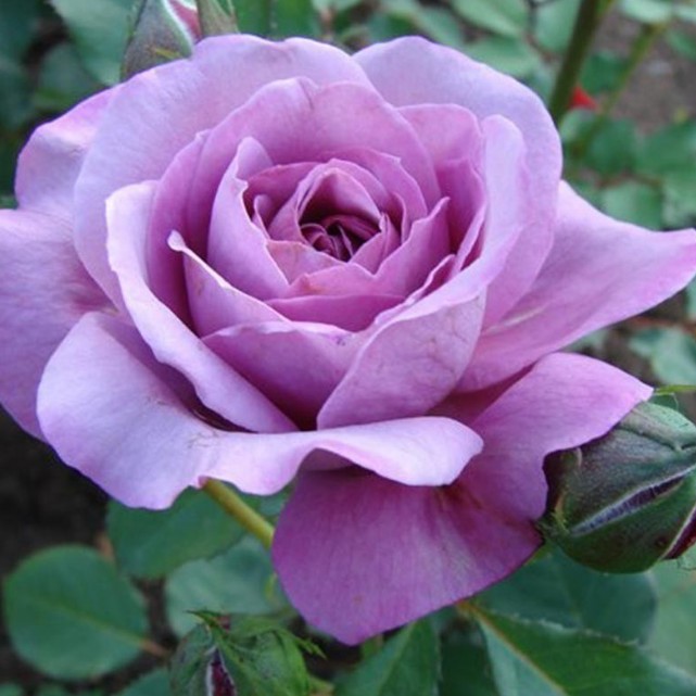 btwuboya0im7squ20nn5l25jq0dynr2v Саджанці троянди «Blue Parfum» (Блю Парфум) - Зображення 1