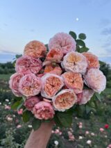 Саджанці троянди «Leander» (Леандер)