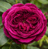 Саджанці троянди  «Falstaff» (Фальстаф)