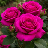 Саджанці троянди «Yurianda» (Юріанда)