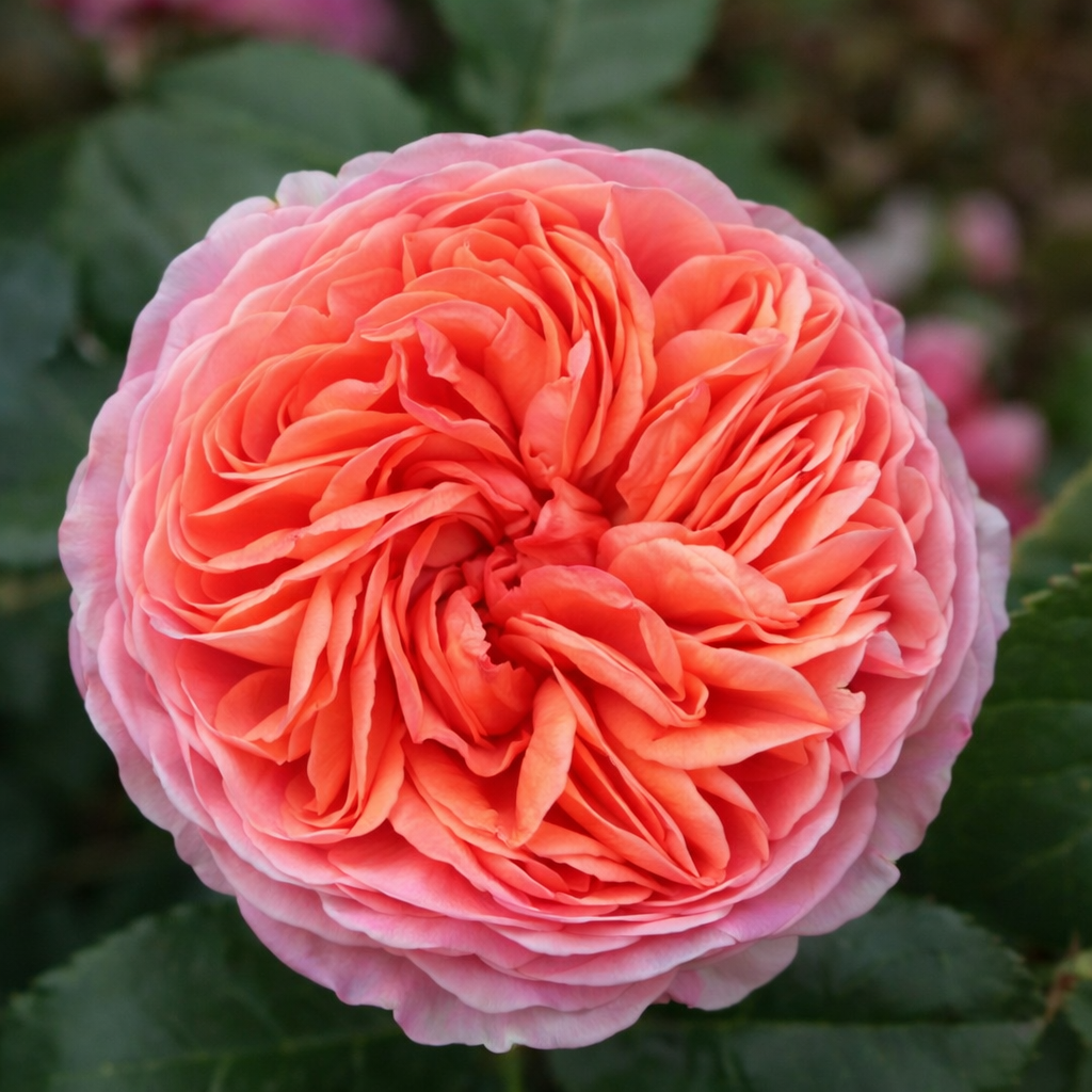 ChatGPT Image 2 мар. 2026 г., 20_25_38 Саджанці троянди «Chippendale» (Чіппендейл) - Зображення 1