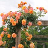 Саджанці троянди «Sahara» (Сахара) - Зображення 2