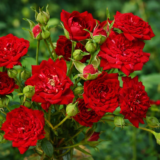 Саджанці троянди Red Cascade (Ред Каскад)