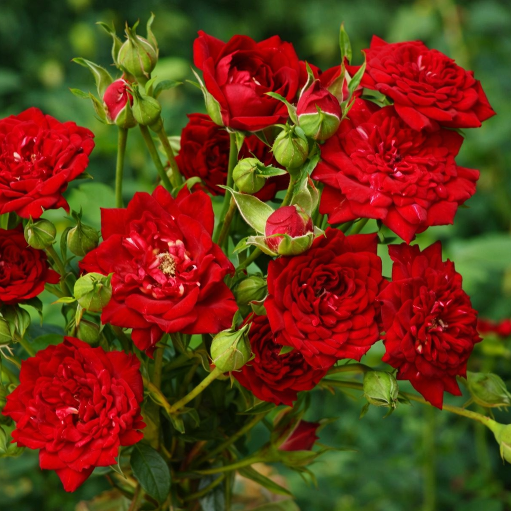 ChatGPT Image 3 мар. 2026 г., 15_11_57 Саджанці троянди Red Cascade (Ред Каскад) - Зображення 1