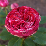 Саджанці троянди «Ranuncula» (Ранункула)