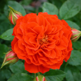 Саджанці троянди «Orange Meillandina» (Оранж Мейладіна)