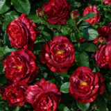 Саджанці троянди «Browny» (Брауні) - Зображення 2