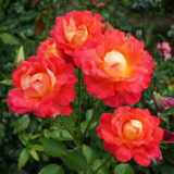 Саджанці троянди «Павиче око»