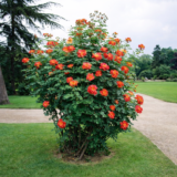 Саджанці троянди «Павиче око» - Зображення 2