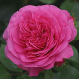 Саджанці троянди «Claire Marshall» (Клер Маршал)