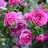 Саджанці троянди «Claire Marshall» (Клер Маршал) - Зображення 2