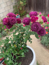 Саджанці троянди  «New Age» (Нью Ейдж) - Зображення 2