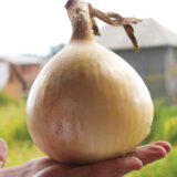Цибуля сіянка (тиканка) Ексібішн (10-21 мм) 0.5кг - Зображення 3