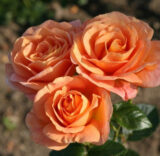 Саджанці троянди «Ashram» (Ашрам) - Зображення 2