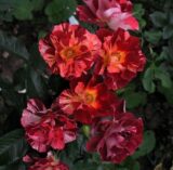 Саджанці троянди «Summer Lodge» (Саммер Лодж)