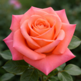 Саджанці троянди «Folklore» (Фольклор)