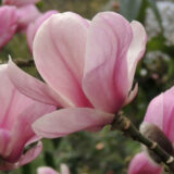 Magnolia 'Festirose' (Магнолія Фестіроуз)