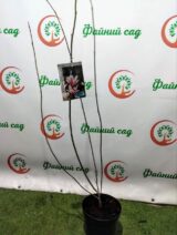 Magnolia 'Festirose' (Магнолія Фестіроуз) - Зображення 2