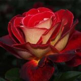 Саджанці троянди «Friendship» (Френдшип)