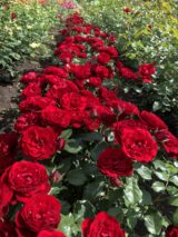 Саджанці троянди «Tornado» (Торнадо) - Зображення 2