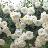Саджанці троянди «Iceberg» (Айсберг) - Зображення 2