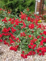 Саджанці троянди «Scarlet Meillandecor» (Скарлет Мейяндекор) - Зображення 2