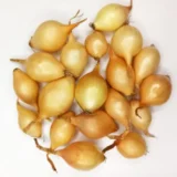 Цибуля сіянка (тиканка) Ексібішн (10-21 мм) 0.5кг