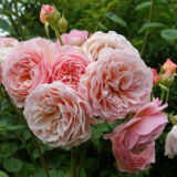 Саджанці троянди «Leander» (Леандер) - Зображення 2